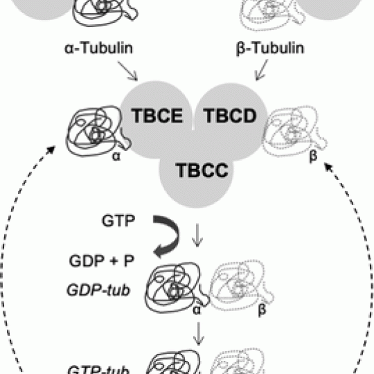 This picture shows the tubulin folding pathway and the involvement of several cofactors. The microtubules depolymerization depends on GTP hydrolysis and the correct interaction with the cofactors. TBCA and TBCB are described exclusively in 1 pathway, whereas TBCC, TBCD, and TBCE build the super complex to hydrolyze GTP and facilitate the release of the native tubulins.