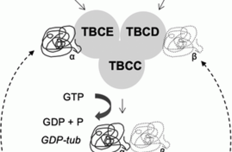 This picture shows the tubulin folding pathway and the involvement of several cofactors. The microtubules depolymerization depends on GTP hydrolysis and the correct interaction with the cofactors. TBCA and TBCB are described exclusively in 1 pathway, whereas TBCC, TBCD, and TBCE build the super complex to hydrolyze GTP and facilitate the release of the native tubulins.