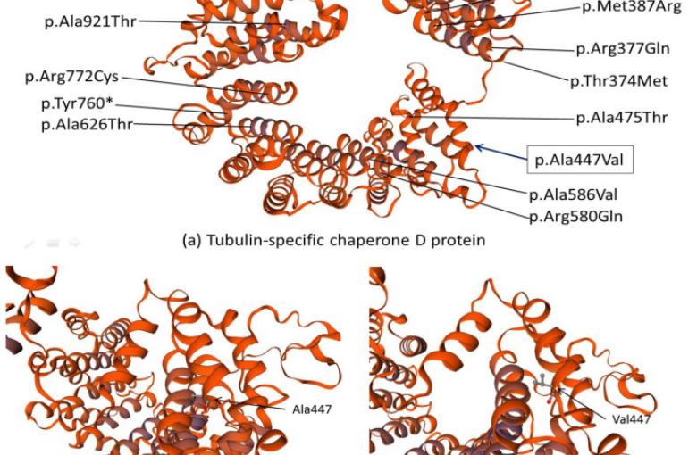 TBCD proteins